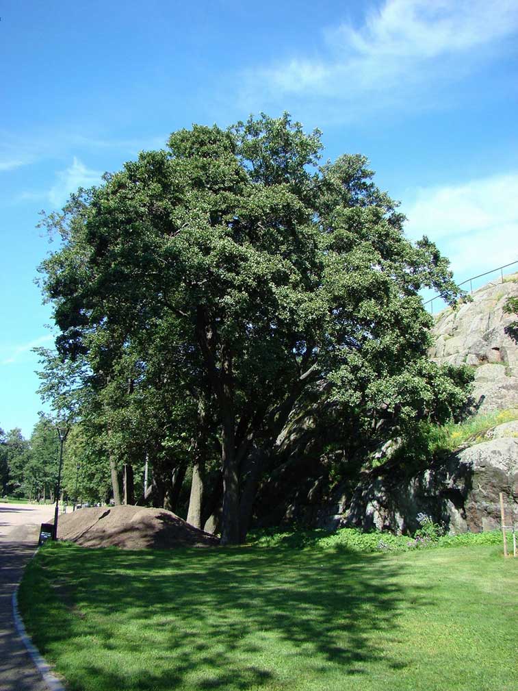 Tervalepp&auml;